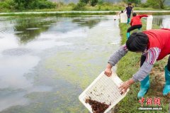 （乡村行·看振兴）广东柳城镇：稻虾共